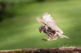 Little owl pouncing