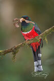 Masked Trogon with moth