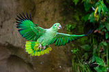 Mealy Amazon Parrot