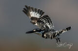 Pied kingfisher in flight