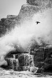Puffin flying in a storm