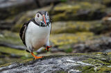 Puffin with a mouth full of sandeels
