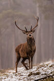 Red Deer stag in Scotland