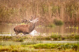 Red Deer stag bellowing