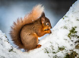 Red squirrel in snow