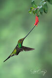 Sword-billed hummingbird