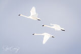 Trumpeter swans in flight in Yellowstone