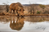 A warthog drinking