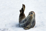 Weddell seal relaxing