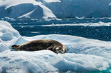 Weddell seal basking on an ice floe