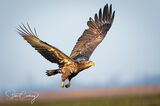 White tailed eagle in flight
