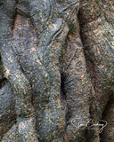 Ivy winding around tree