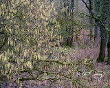 Catkins in the wood