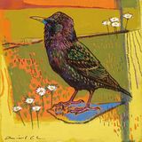 Starling 29x29cm inc frame £400