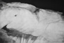 stomach 3 charcoal on paper 40x60inches