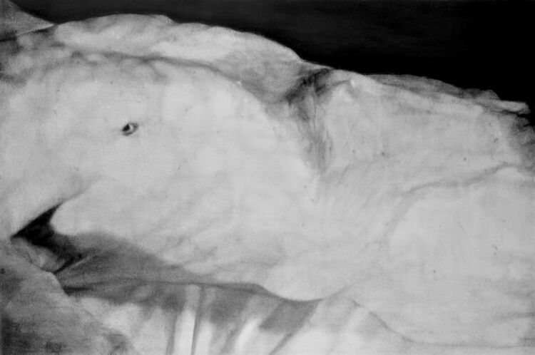 Torso 3 charcoal on paper 102x152cm