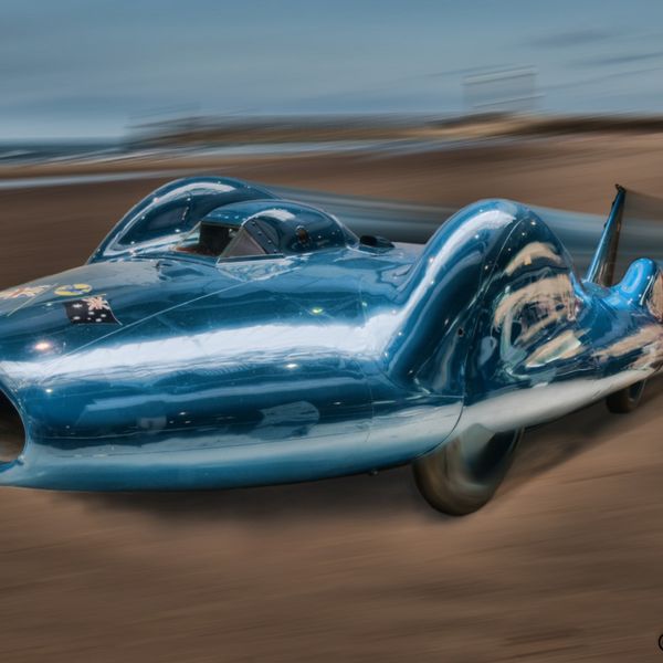 Bluebird flying