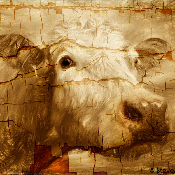 Brown Cow