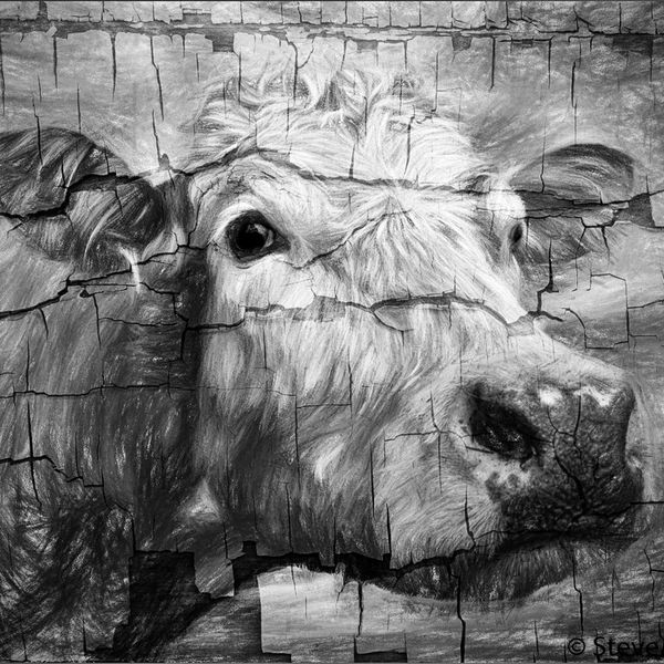 Brown Cow