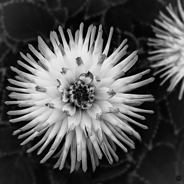Chrysanthemum