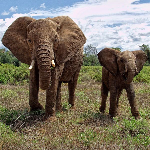 Elephants coming through