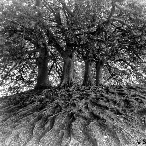 Four Oaks