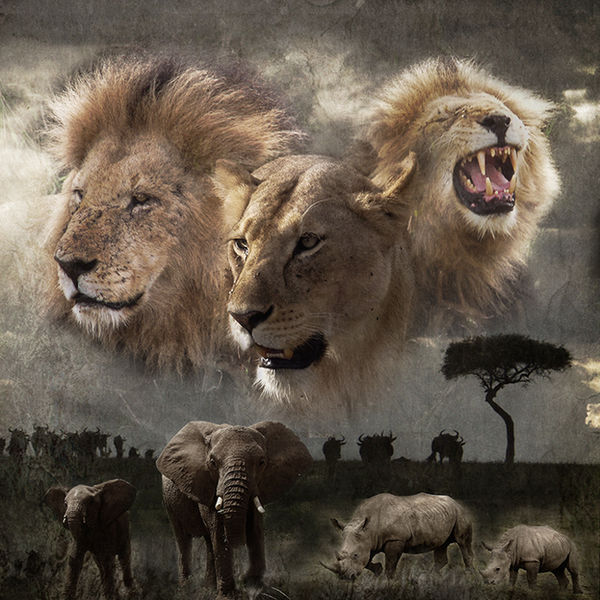 Mara Royalty