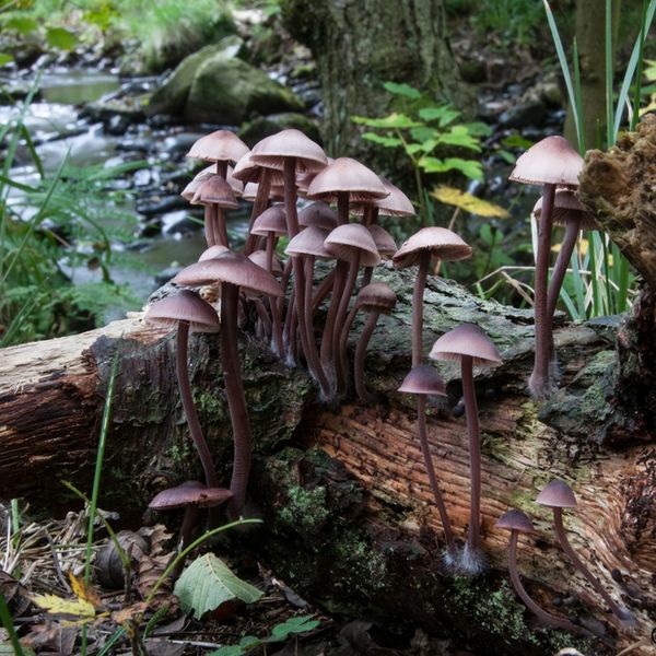 Mycena