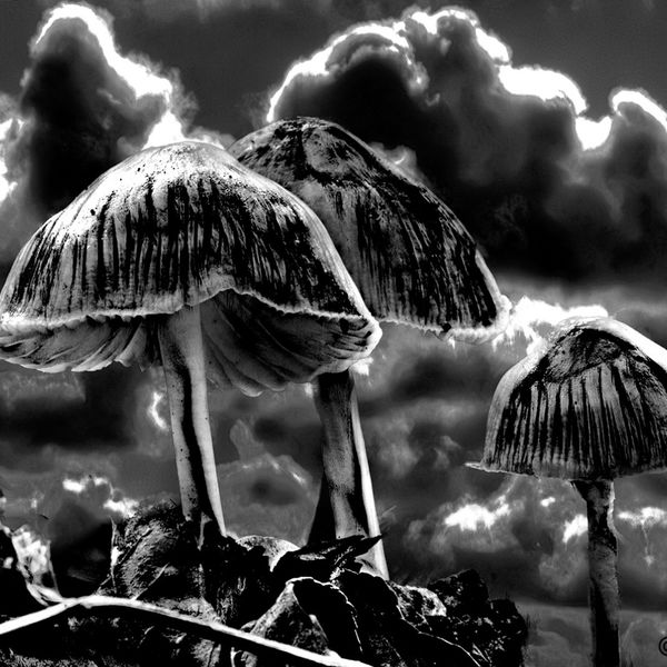 Stormy Mycena