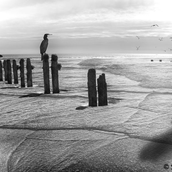 Tidelines