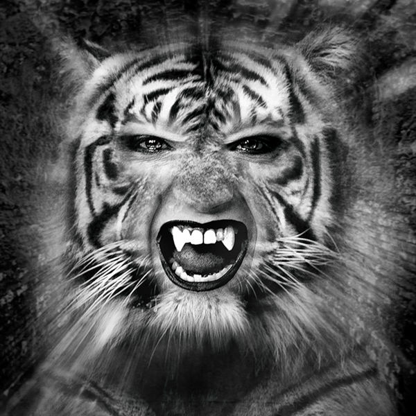 Tiger's Smile