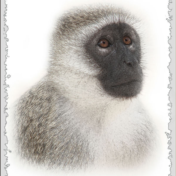 Vervet sketched