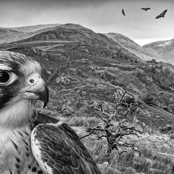 Where Eagles Fly