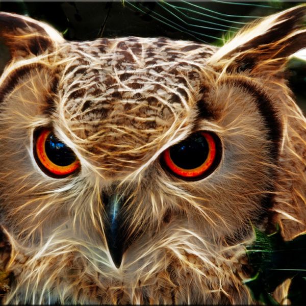 Who hoots
