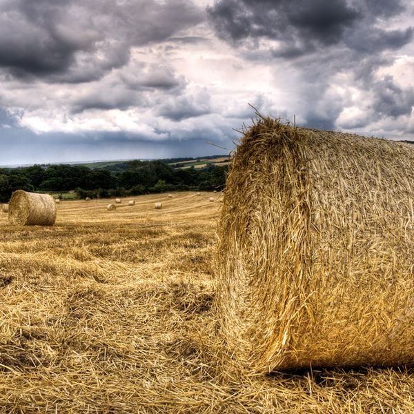 stormy corn bales