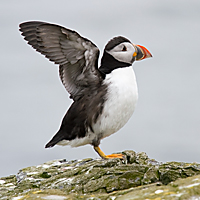Puffins