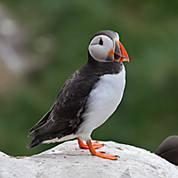 Puffin