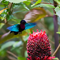 Hummingbird, St Lucia