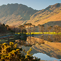 Buttermere Pines