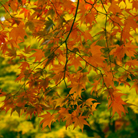 Westonbirt Arboretum