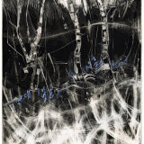 Silver Birch with Bluebells