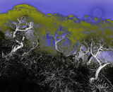 winter gorse #3 - photo etching, digitally tinted