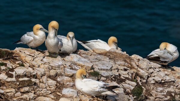 Bempton 20260626 144554 01-1