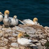 Bempton 20260626 144554 01-1