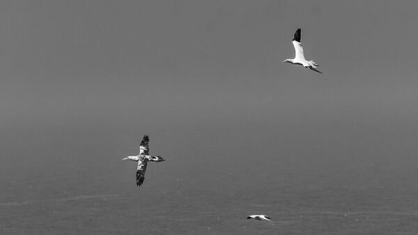 Bempton 20260626 123952-1