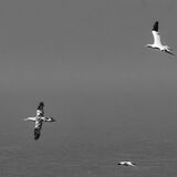 Bempton 20260626 123952-1