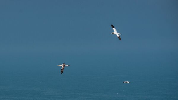 Bempton 20260626 123952 01