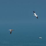 Bempton 20260626 123952 01