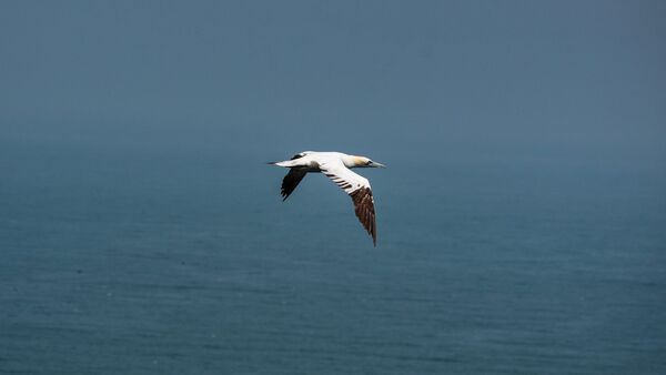 Bempton 20260626 124107-1