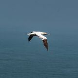 Bempton 20260626 124107-1